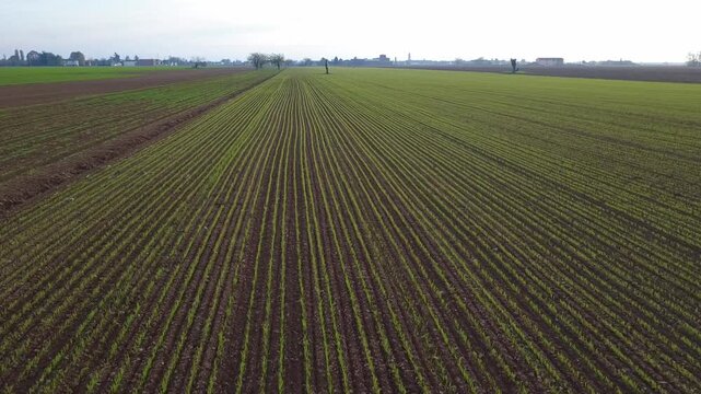 Pianura Padana, campi di grano appena nato, strade di campagna, passegiate, cascinali, gelsi dal drone - San Giuliano Vecchio -  Alessandria - Piemonte - Italia