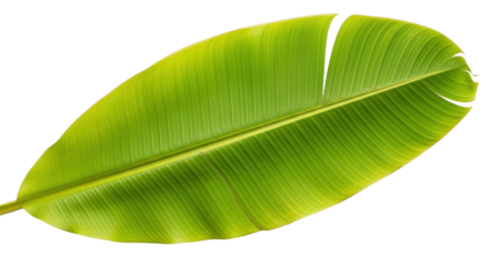 Isolated Vibrant green banana leaf with central stem, lush tropical flora, organic, edible