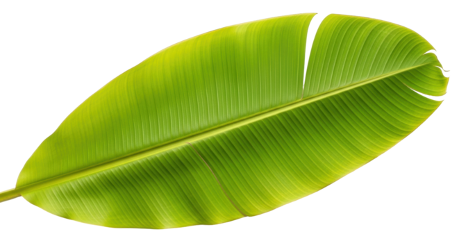 Isolated Vibrant green banana leaf with central stem, lush tropical flora, organic, edible