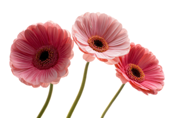 three pink flowers in a vase on a white surface