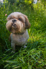 shih tzu dog sits in the green grass in the garden 