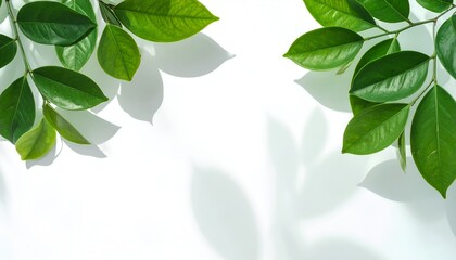 green leaf frame background