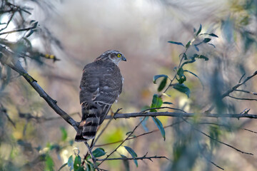 An adult Eurasian sparrowhawk (Accipiter nisus) is photographed from behind, perched on a branch against a blurred background.