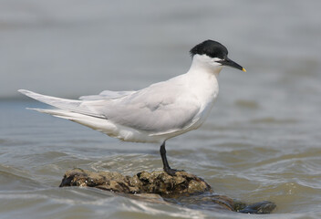A close-up shot of a Sandwich tern (Thalasseus sandvicensis) in breeding plumage standing in the waters of the Danube.