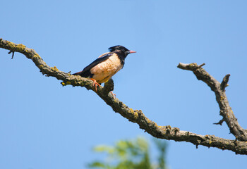 A single rosy starling (Pastor roseus) is photographed against a blue sky perched on a dry acacia branch.