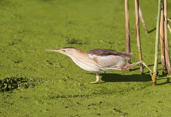 A female little bittern (Botaurus minutus) photographed in its natural habitat