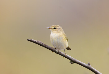Portrait of a common chiffchaff (Phylloscopus collybita) against a blurred background