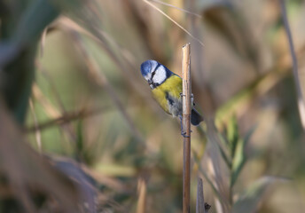 A close-up of an adult Eurasian blue tit (Cyanistes caeruleus) is captured on reed branches.