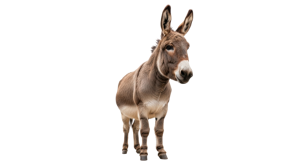 Isolated donkey standing attentively staring ahead, gray-brown coat, long ears in portrait