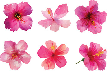 set of pink flowers