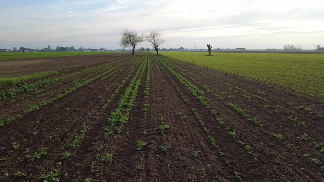 Pianura Padana, campi di grano appena nato, strade di campagna, passegiate, cascinali, gelsi dal drone - San Giuliano Vecchio -  Alessandria - Piemonte - Italia