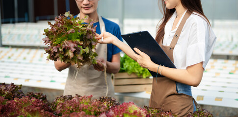 Fototapeta premium Workers inspecting freshly harvested hydroponic vegetables in a modern greenhouse. Ideal for organic farming, fresh produce, sustainability