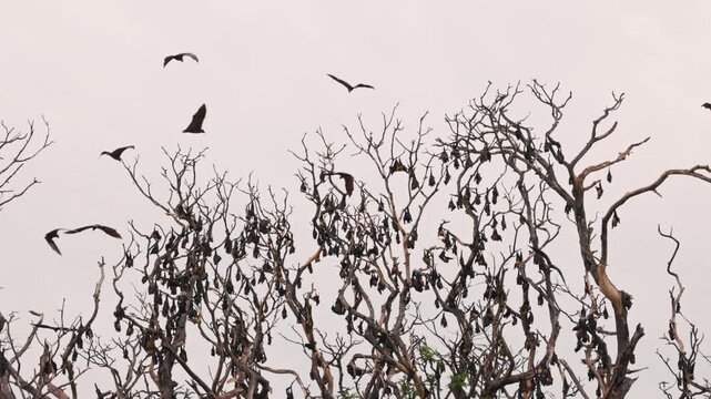 Large colony of Indian flying foxes lat. Pteropus medius, roosting on a tree in tropical forest, showing natural wildlife behavior, perfect for documentaries, ecology. Animal footage in Slow motion.