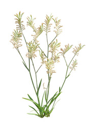 カンガルードポー