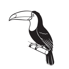 toucan bird vector illustration