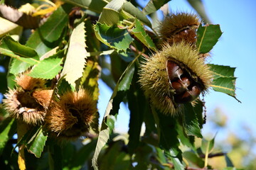 Chestnuts in their husks hanging from chestnut tree branches are about to fall just before harvest in autumn. Chestnut forest in the Tuscan mountains. Italy.