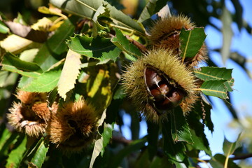 Chestnuts in their husks hanging from chestnut tree branches are about to fall just before harvest in autumn. Chestnut forest in the Tuscan mountains. Italy.