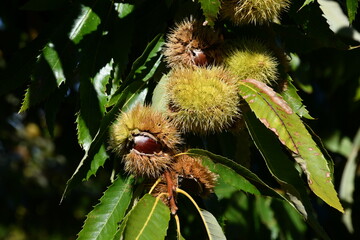 Chestnuts in their husks hanging from chestnut tree branches are about to fall just before harvest in autumn. Chestnut forest in the Tuscan mountains. Italy.