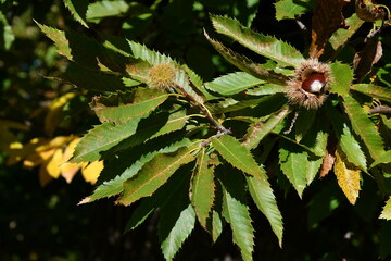 Chestnuts in their husks hanging from chestnut tree branches are about to fall just before harvest in autumn. Chestnut forest in the Tuscan mountains. Italy.