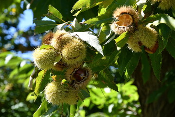 Chestnuts in their husks hanging from chestnut tree branches are about to fall just before harvest in autumn. Chestnut forest in the Tuscan mountains. Italy.