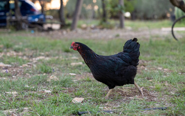 Free-range black hen walking on grass in rustic countryside, natural farm environment at dusk