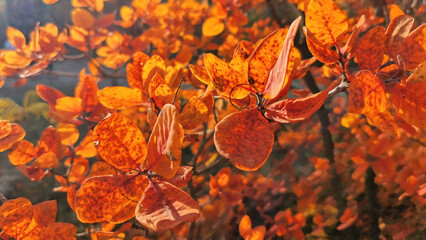 shrub with red leaves in late autumn