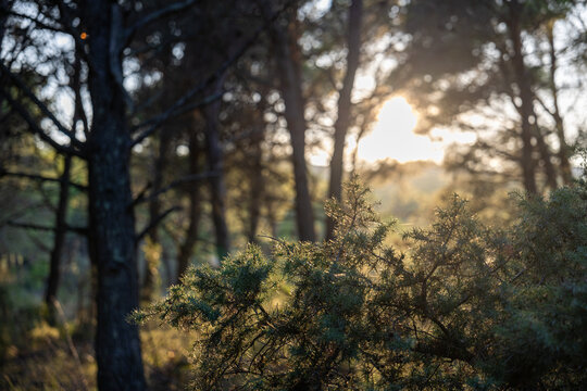 Juniper bush glowing in warm sunset light, soft bokeh pine forest background, peaceful natural woodland scene