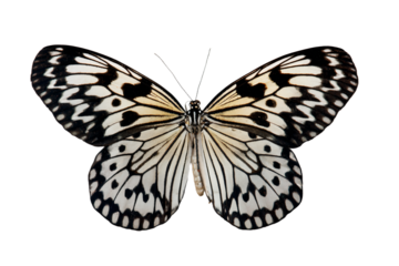 a butterfly with black and white markings on its wings
