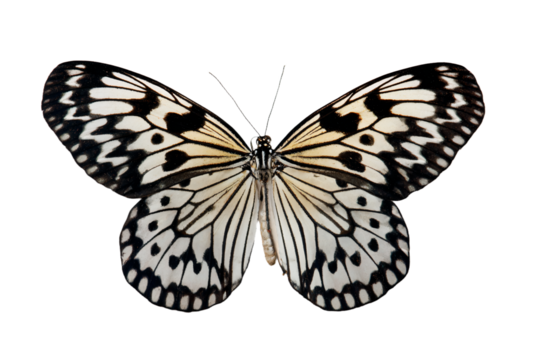 a butterfly with black and white markings on its wings