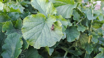 bee resting on a green leaf in nature