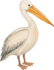 Vector watercolor illustration of a pelican