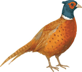 Vector watercolor illustration of a Pheasant male
