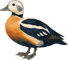 Vector watercolor illustration of a Stellers eider