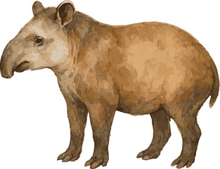 Vector watercolor illustration of a tapir