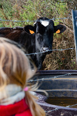 Jeune vache laitière prim'holstein devant son abreuvoir, avec une fillette qui l'observe de l'autre côté de la clôture