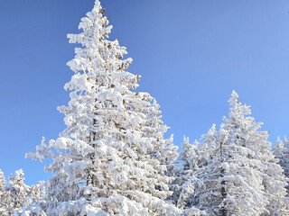 Snowy alpine trees on sunny day