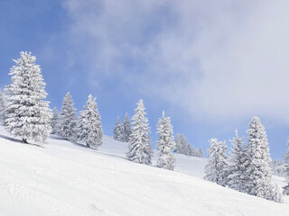 Hillside pines under snow