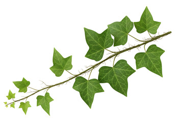 A single branch of green ivy with multiple leaves