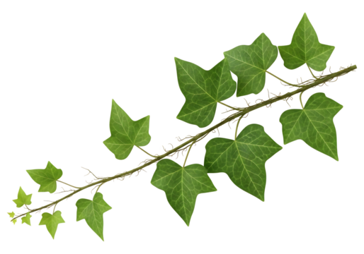 A single branch of green ivy with multiple leaves