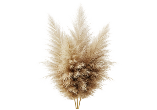 A fluffy bunch of dried pampas grass plumes, perfect for bohemian decor and floral arrangements