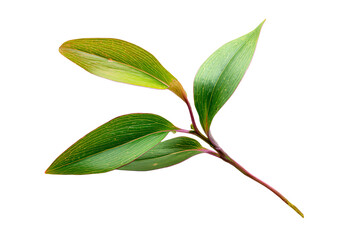 Obraz premium a green leaf on a stem against a white background