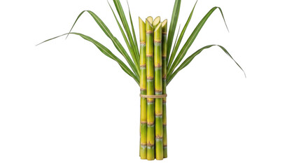 Fototapeta premium Fresh green lemongrass stalks tied together isolated on black for culinary use