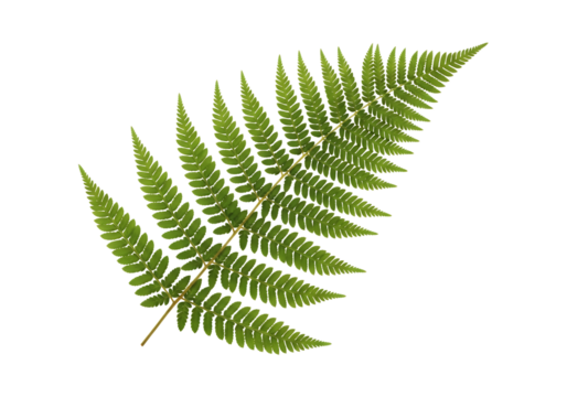 A vibrant green fern frond isolated on a clean transparent background, showcasing its intricate natural structure and delicate leaflets