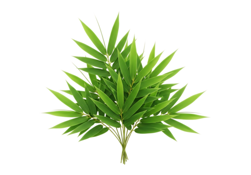 A vibrant green bamboo plant with numerous long, slender leaves, isolated on a clean transparent background, showcasing natural beauty and simplicity