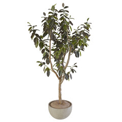 bonsai tree on white background