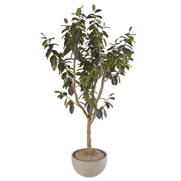 bonsai tree on white background