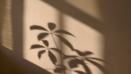 Soft plant leaf shadows cast on beige wall, natural sunlight aesthetic, minimal design background.