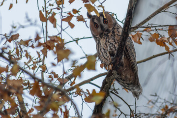 long-eared owl in the forest 