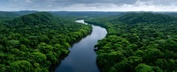 The amazon rainforest features a dense green canopy with a river flowing through trees