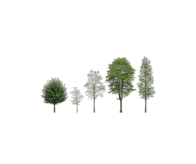 Group of trees